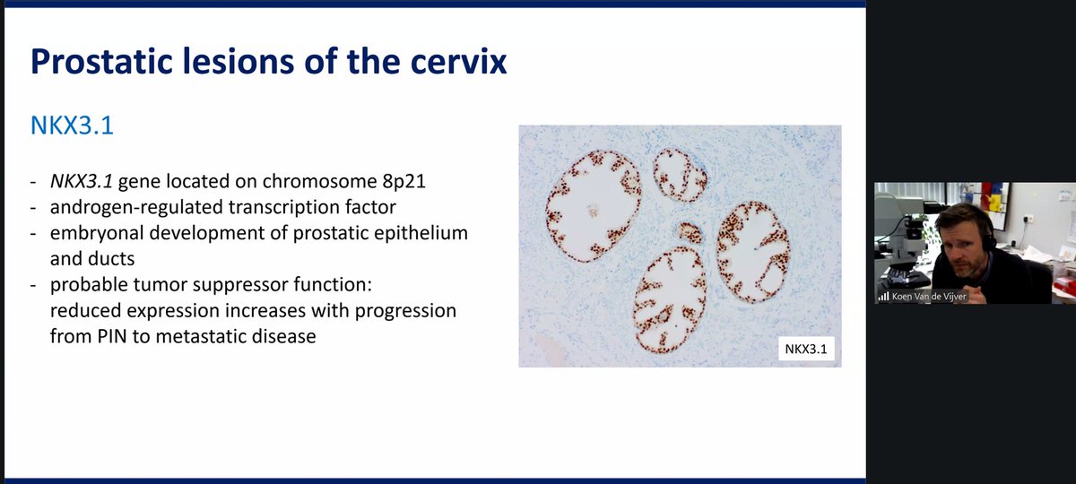 The British Assoc of Gynaecological Pathology tweet media