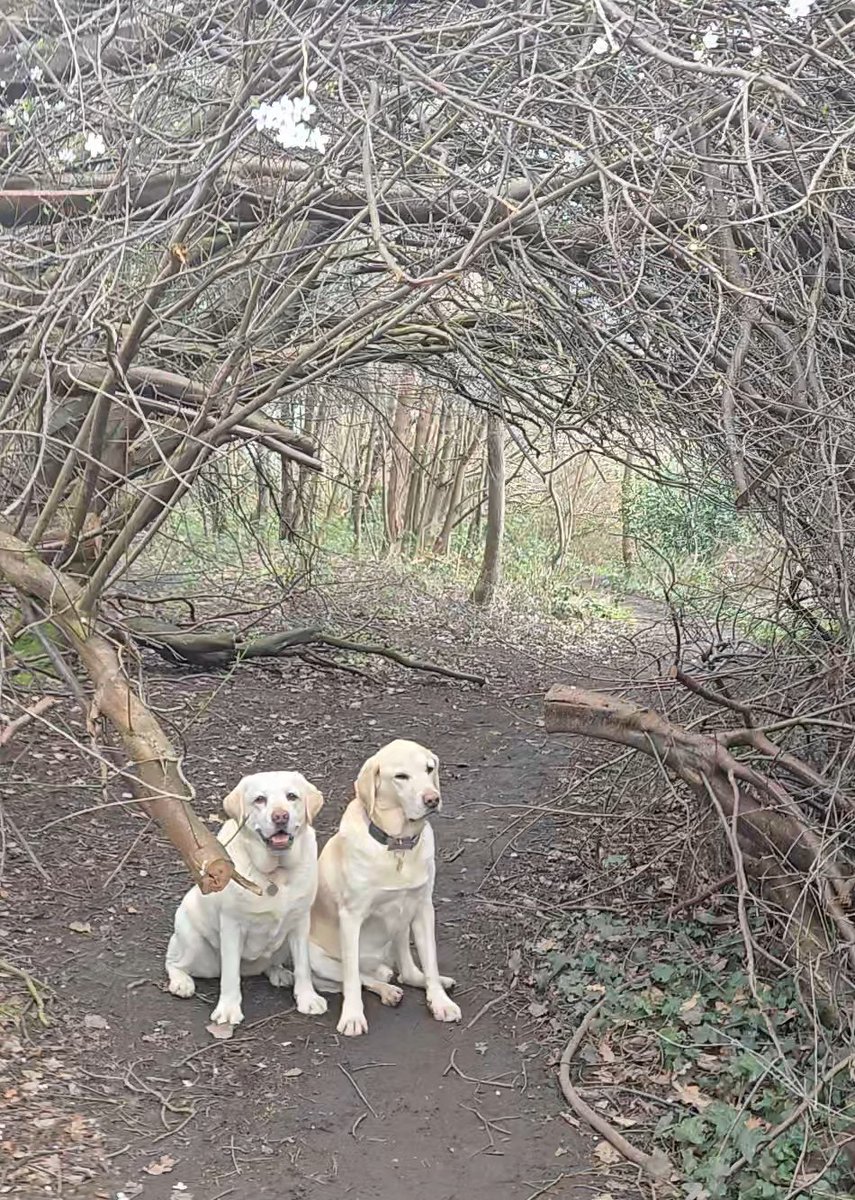 JackTheLab tweet media