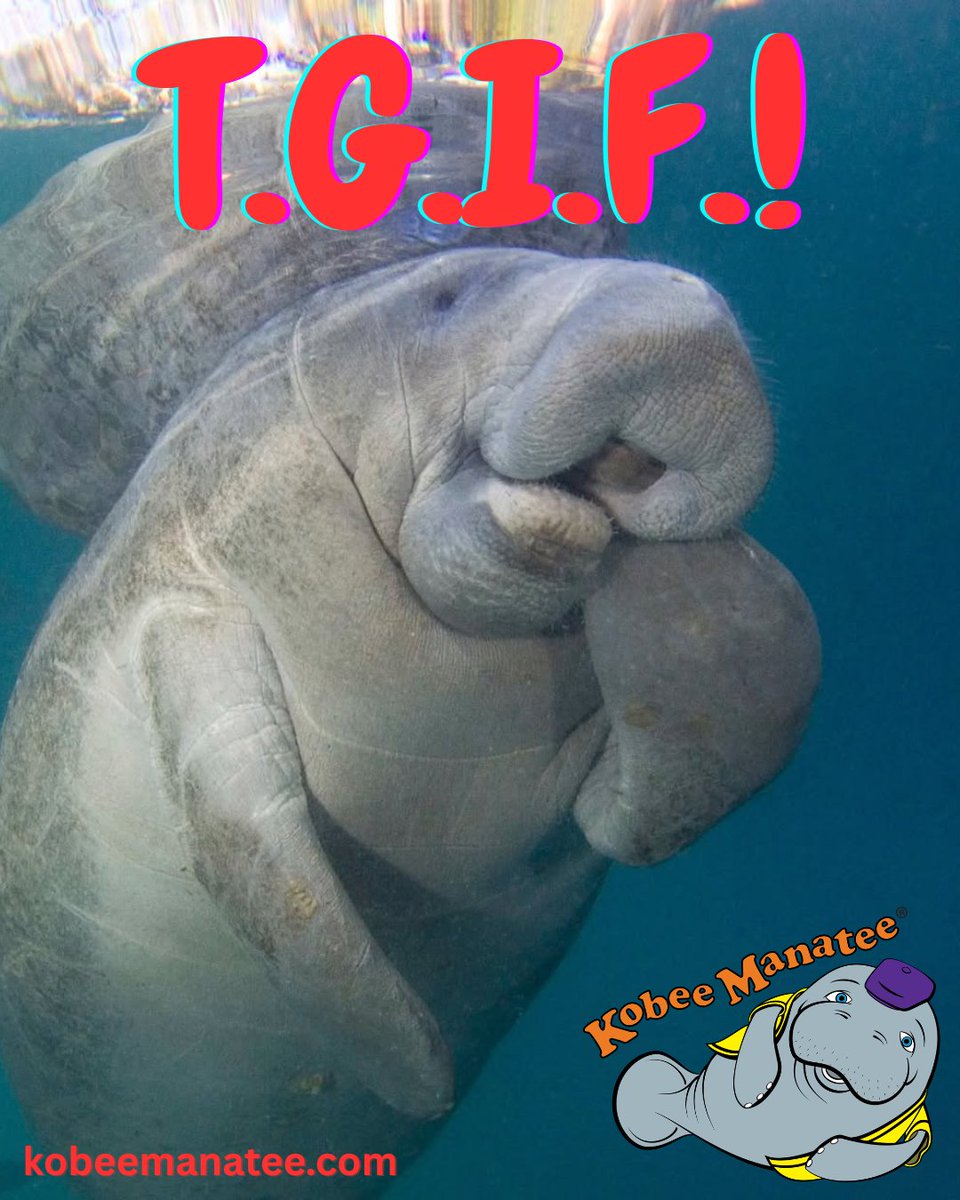Kobee Manatee® tweet media