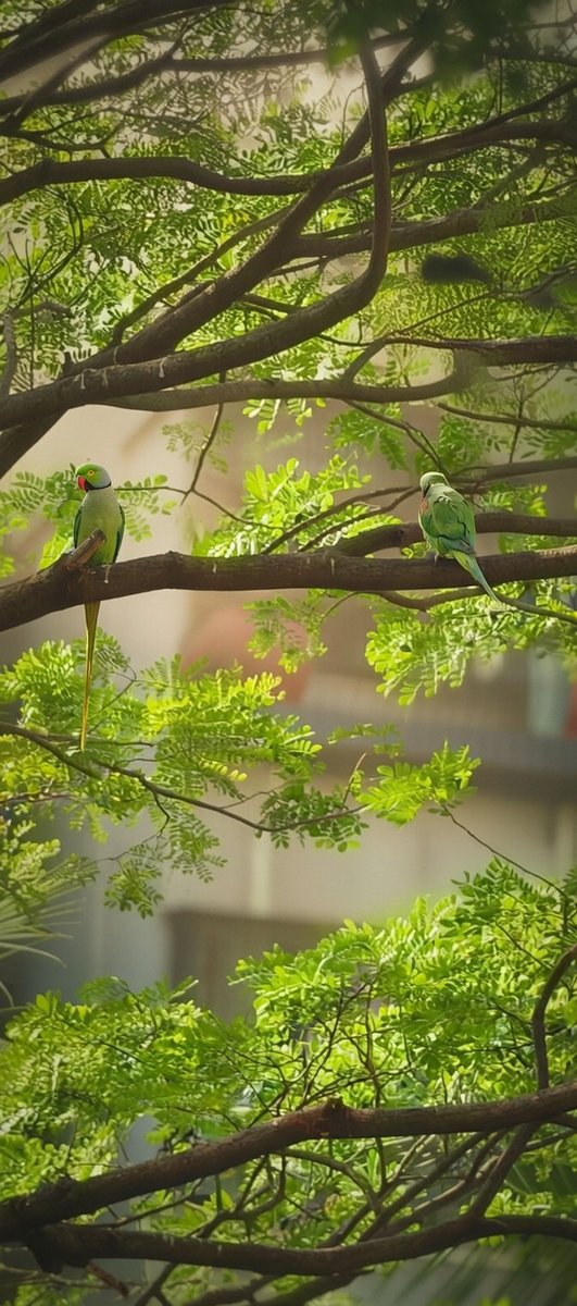 कुछ रंज नहीं कुछ फ़िक्र नहीं दुनिया से अलग हो बैठे हैं 
दिल चैन से है, आराम से है, आलाम नहीं आफ़ात नहीं ..