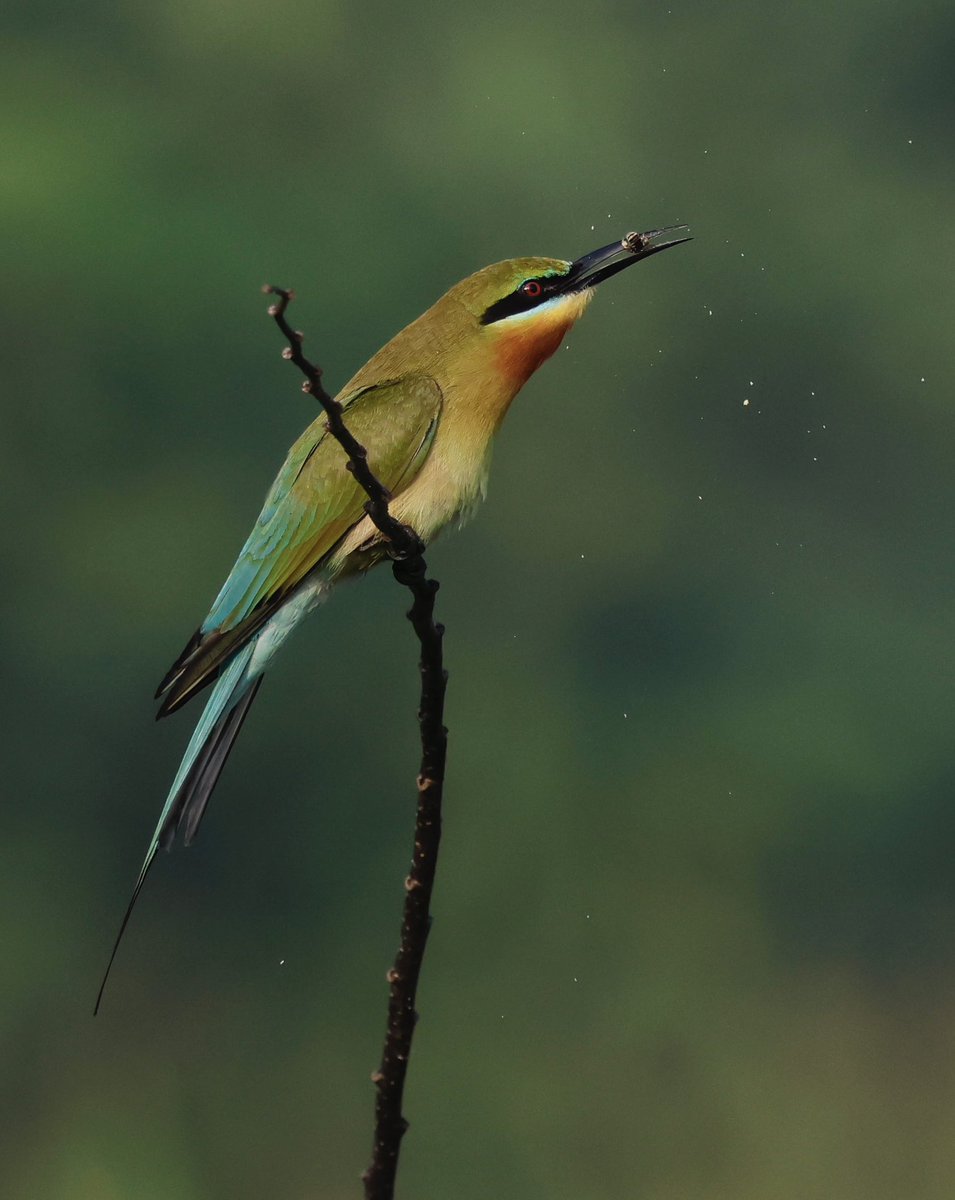 Steve Sanderson tweet media