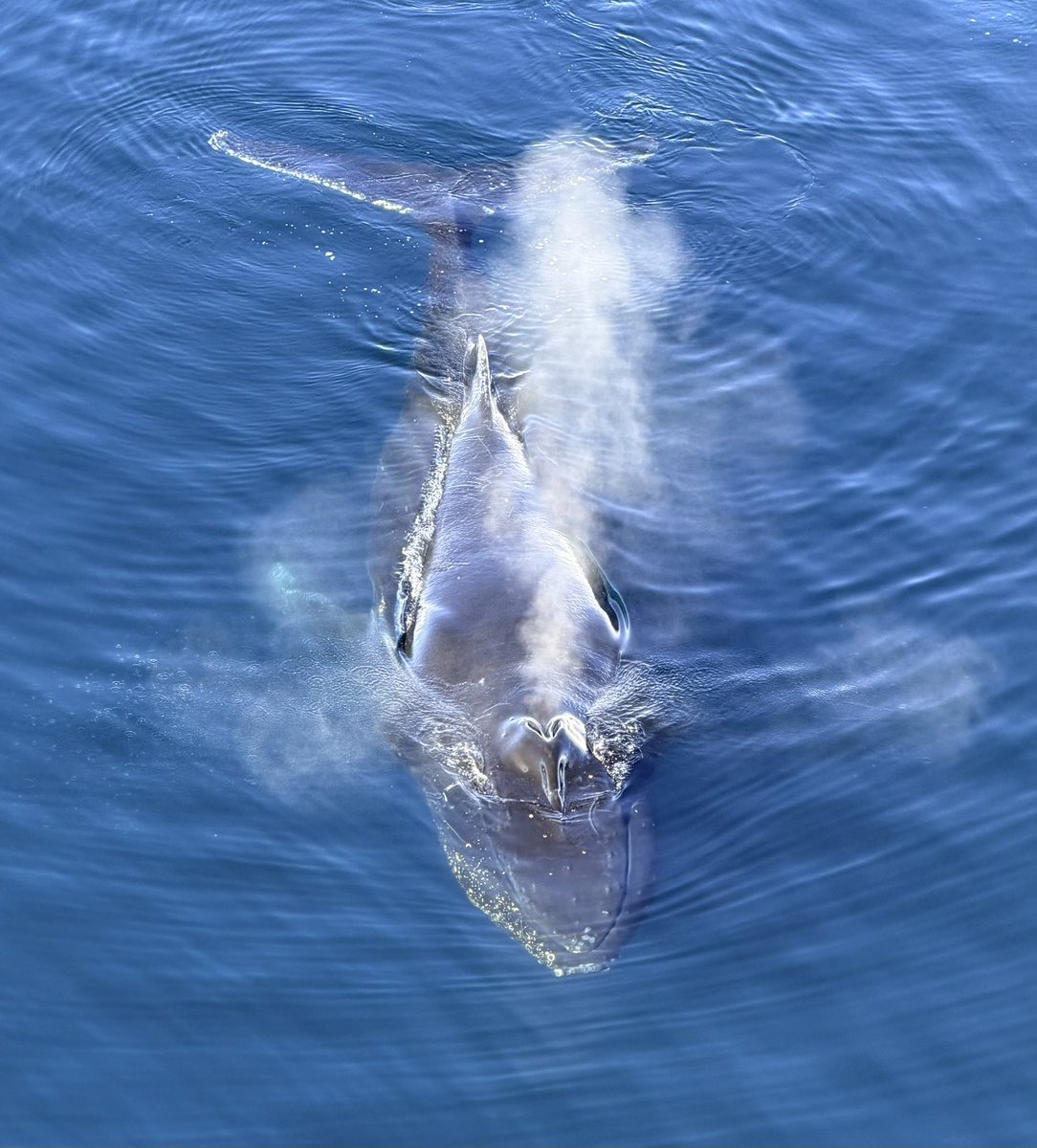 Chris Hart tweet media