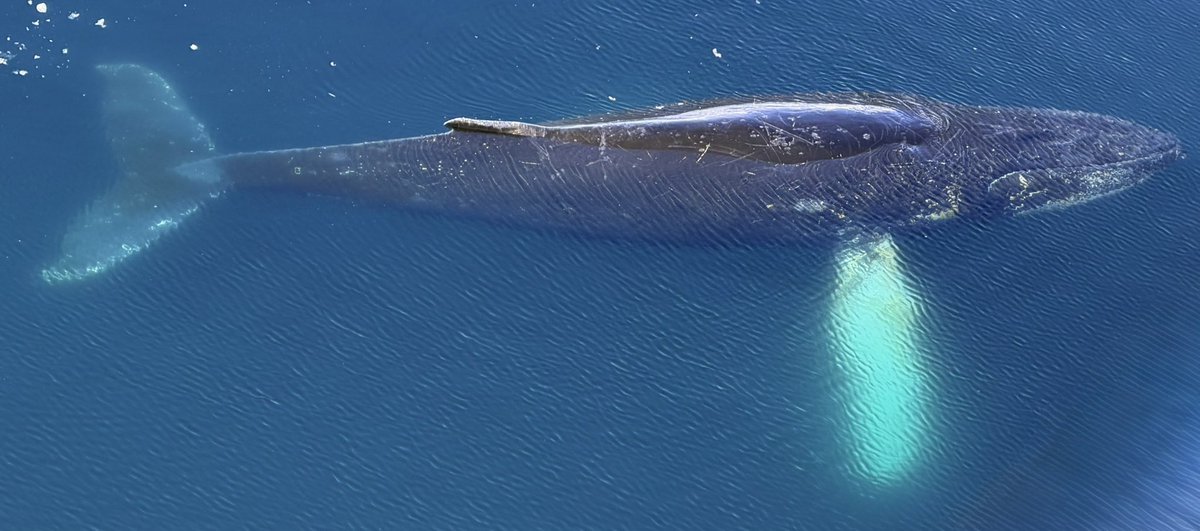 Chris Hart tweet media