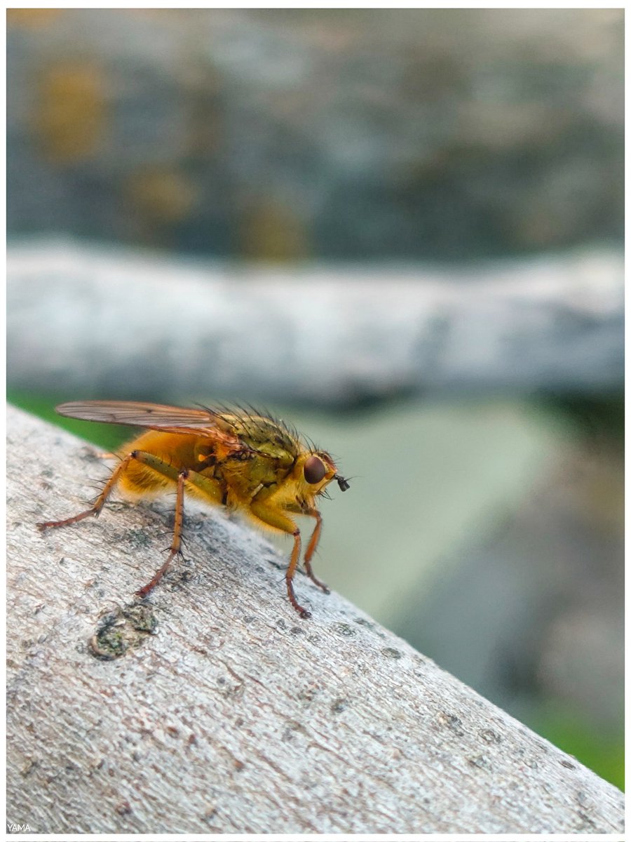 Yama 山 tweet media