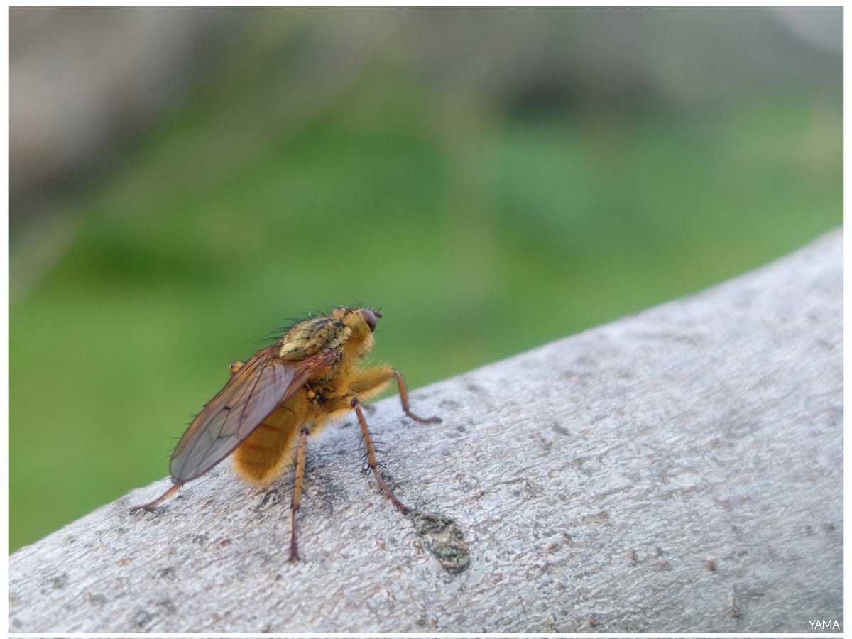 Yama 山 tweet media