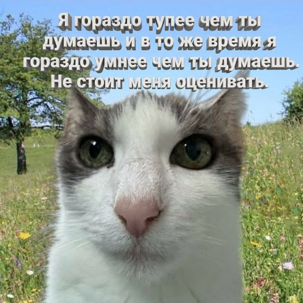 cats, i love cats (@catsilcats) on Twitter photo 