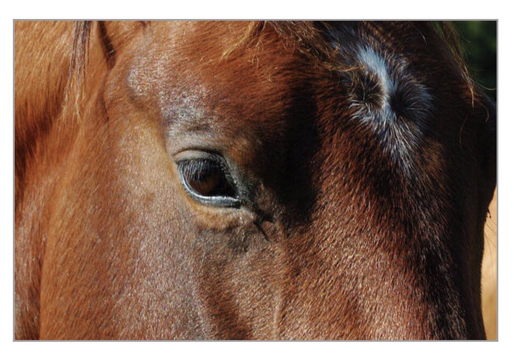 shonna99784's tweet image. A Window to The Soul - Art Print shonna-hawkins.pixels.com/featured/a-win…

#Window #TheSoul #Eye #Star #Horse #Eyelashes #ArtPrint #FineArtPrints #WallArt #HomeDecor #ShonnaHawkinsPhotography
