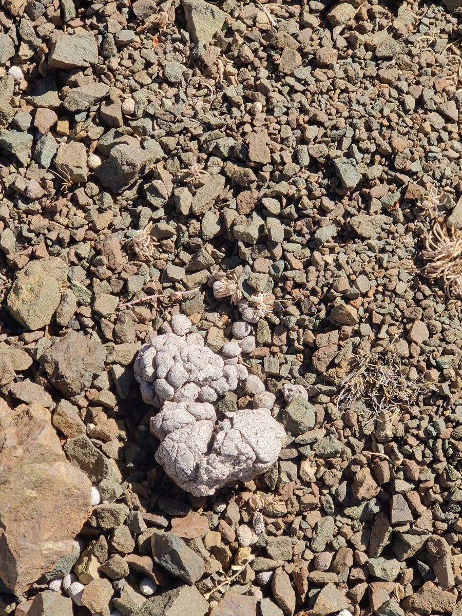 samwham6's tweet photo. Saw these silver hued droppings at 16000 feet..
Can anyone enlighten me please? Which animal? Himalayan goat? Ibex? Kiang? Snow leopard?
#ladakh #himalayas #March #colddesert https://t.co/pfTziccbZI