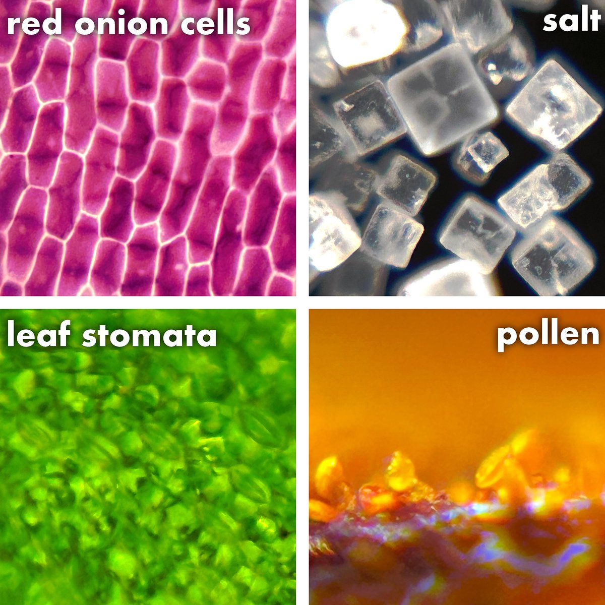 Microscopes Workshop tweet media