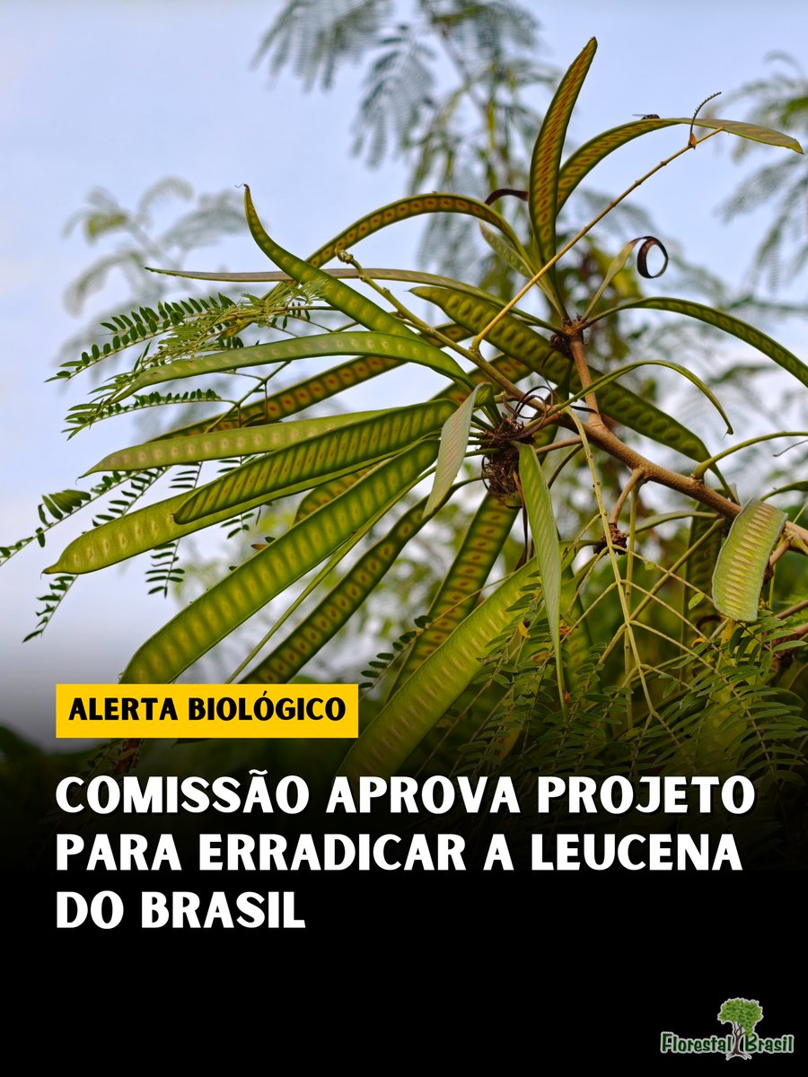 florestalbrasil's tweet photo. A luta contra a invasão biológica acaba de ganhar um avanço institucional importante. A Comissão de Agricultura da Câmara dos Deputados aprovou o Projeto de Lei 4760/25, que estabelece diretrizes rigorosas para o controle, o manejo e a erradicação progressiva da leucena (Leucaena leucocephala) no país.

​🌱 De "Solução" a Desastre Ecológico

​Introduzida historicamente no Brasil como uma planta forrageira milagrosa e frequentemente utilizada em projetos antigos de recuperação de solos degradados, a leucena revelou-se um verdadeiro pesadelo ambiental. Sem predadores naturais e com uma altíssima taxa de proliferação, ela se transformou em uma das espécies exóticas invasoras mais agressivas do território nacional.

​⚠️ O Trator Silencioso

​Relatórios técnicos do Ibama e do Ministério do Meio Ambiente embasaram a decisão, destacando que o prejuízo ecológico da espécie é inegável. A leucena age como um "trator biológico" de três formas principais:

​Bloqueio da Sucessão: Ao formar maciços extremamente densos, ela compete agressivamente por luz e água, suprimindo o crescimento de espécies nativas e travando a sucessão ecológica natural.

​Alteração Edáfica: Modifica a estrutura física do solo e o regime de nutrientes, criando um microclima e um ambiente edáfico favoráveis apenas para si mesma.

​Invasão de Áreas Críticas: O avanço descontrolado ameaça diretamente ecossistemas sensíveis que deveriam ser protegidos, como áreas de restinga, matas ciliares e diversas fitofisionomias do Cerrado.

​O projeto agora segue em caráter conclusivo para as comissões de Meio Ambiente (CMADS), Finanças e CCJ antes de ir ao Senado. Trata-se de um reconhecimento legislativo tardio, mas essencial: a bioinvasão é uma emergência climática e ecológica que exige ação estatal corretiva.

​Fonte: Agência Câmara de Notícias

Quer saber mais? Assista à esse vídeo que produzimos sobre a Leucena, entenda como ela é uma planta extremamente invasora.
📎 https://t.co/cfdrP0MiPk

​#leucena #especiesinvasoras #biologiadaconservacao #ecologia #meioambiente