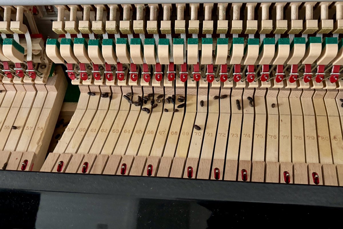 GoPianoTuning's tweet photo. Finding rodent damage in pianos isn’t uncommon. It’s usually mice, often chewing the action to make in to nests, but it was a rat this time. The keys and action have escaped serious problems but sadly the bass strings are corroded and now rattling so will all need replacing. https://t.co/7rGRzMRp2x