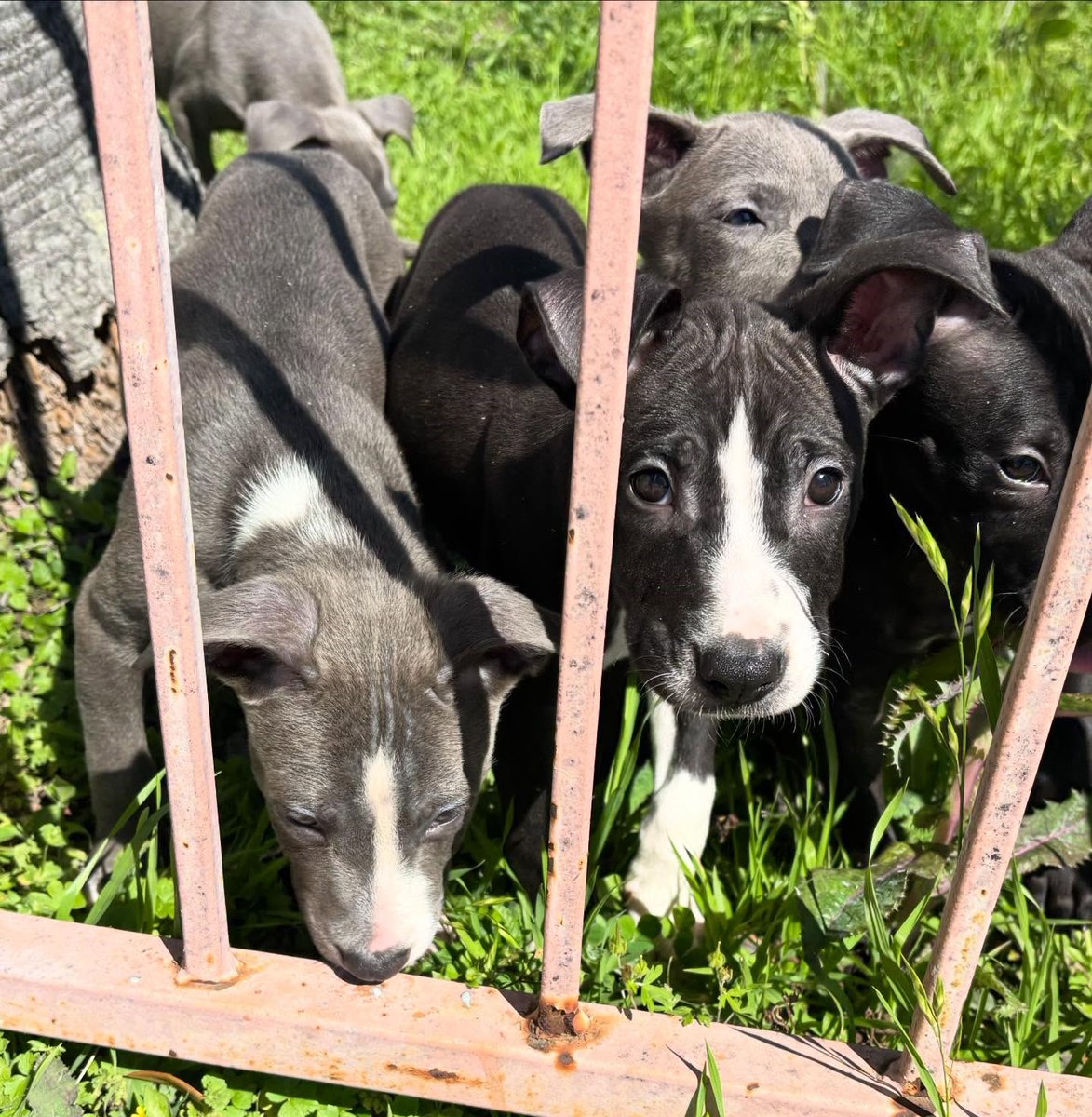 Barrio Dogs, Inc. tweet media