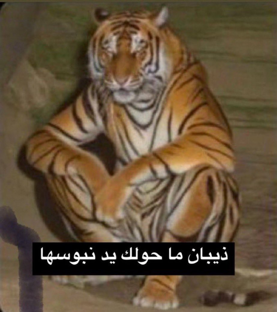 مشاري|punk tweet media