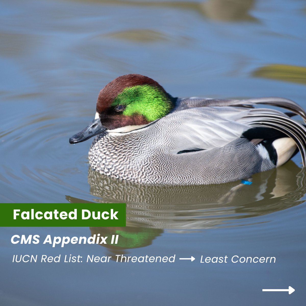 Convention on Migratory Species (CMS) tweet media