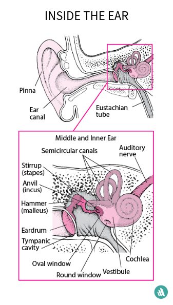Merck Manual Home tweet media