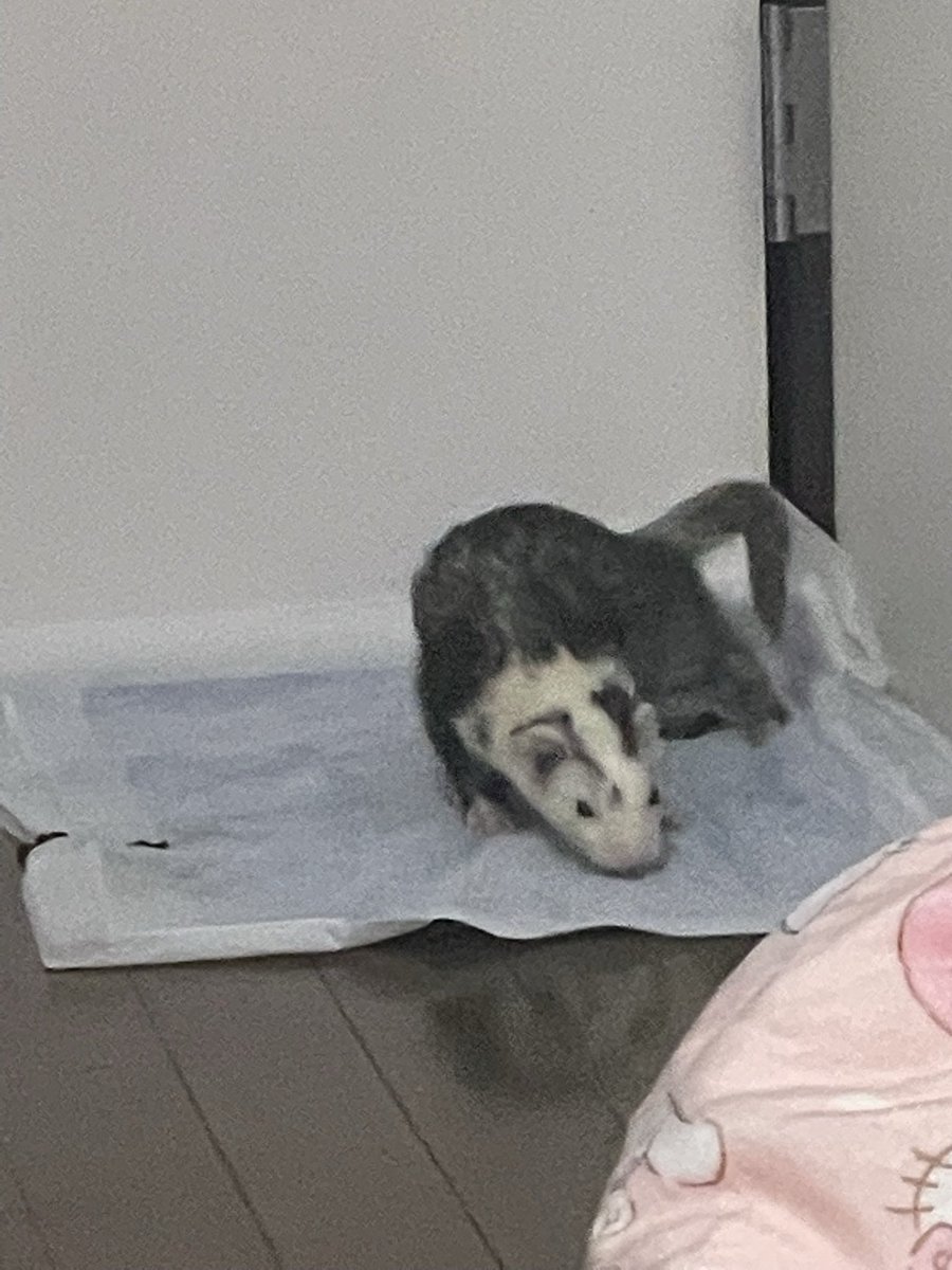 ら行ファミリー(れおんとららとりく)と時々みぉ tweet media