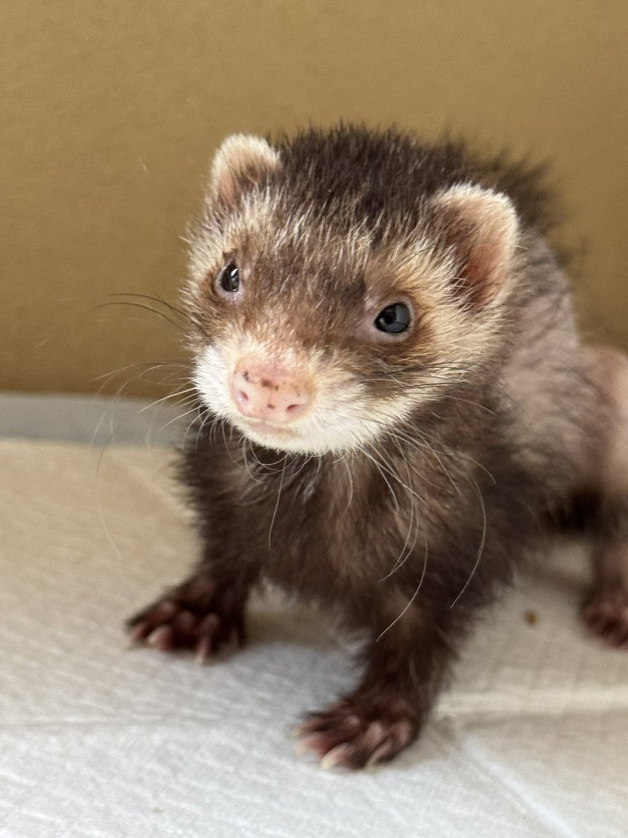 ら行ファミリー(れおんとららとりく)と時々みぉ tweet media