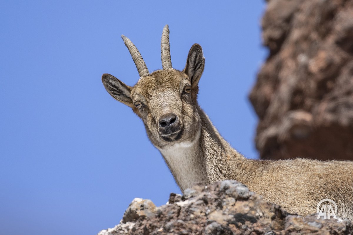 Sidar Eren tweet media