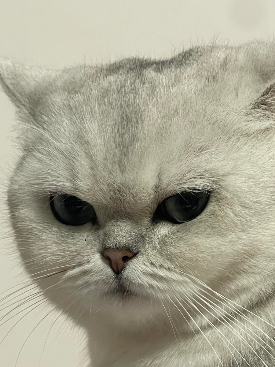 cutest cats tweet media