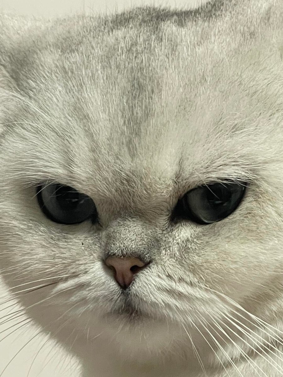 cutest cats tweet media