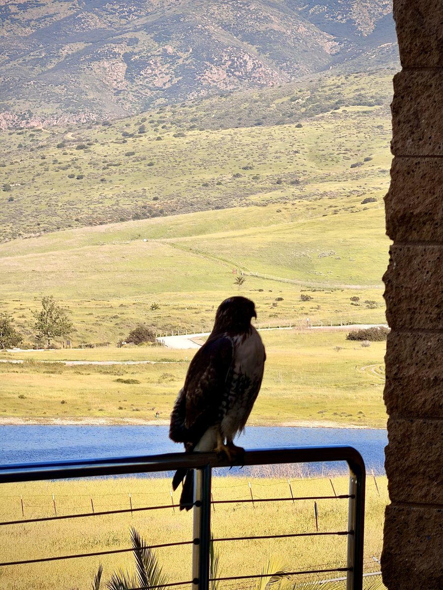 Meccanica tweet media