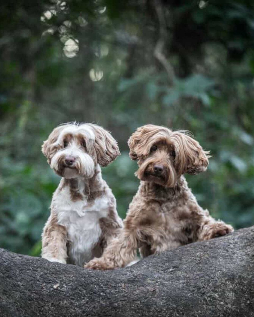 Orion WealthTech tweet media