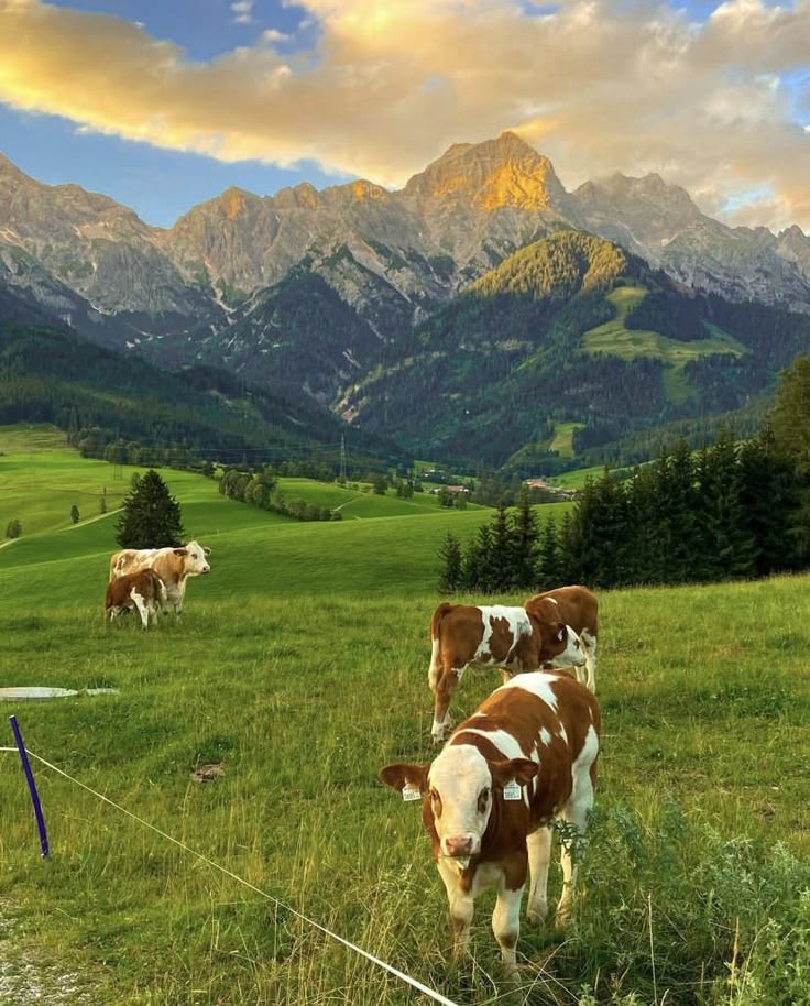 naturaholic's tweet photo. Austria countryside https://t.co/XXBgEJQi7L