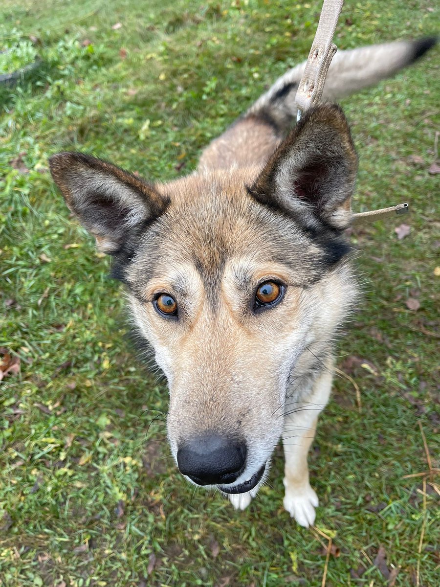 DzAB ''Ķepu-ķepā'' tweet media