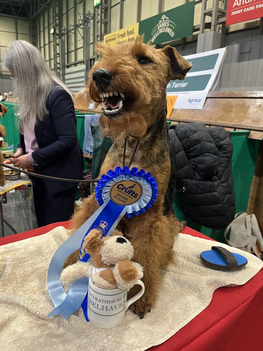 Bolhaus Terriers tweet media