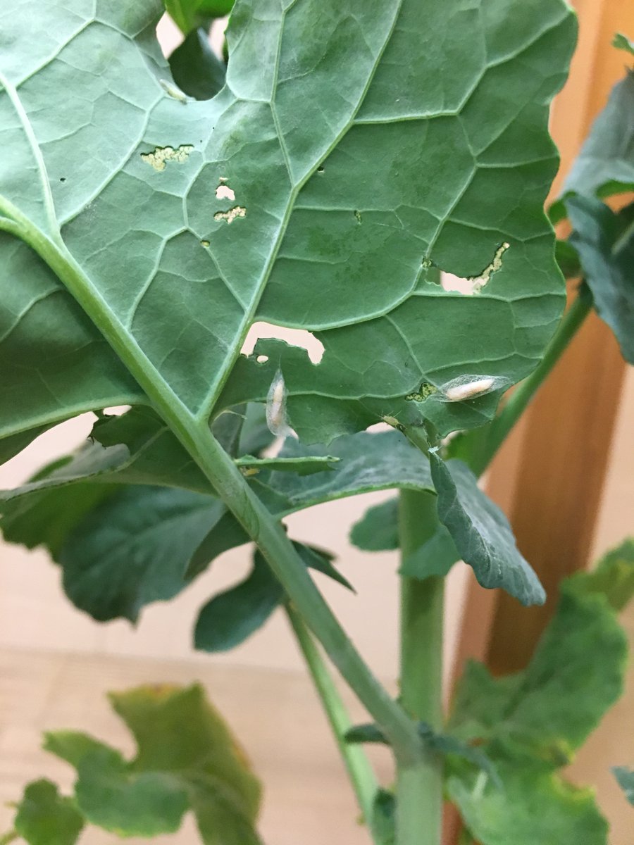 Sask Agriculture tweet media