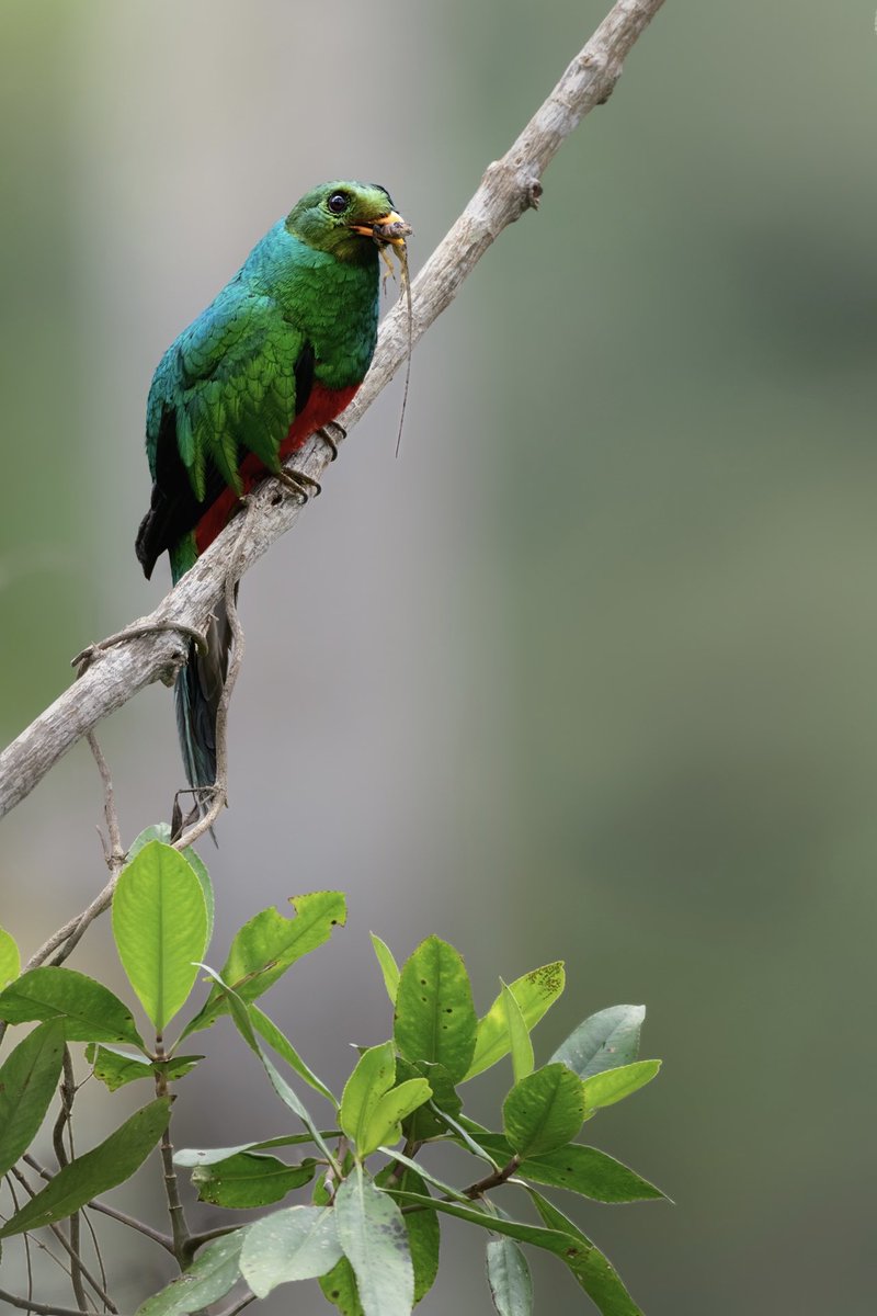 Memo Gómez (Fotógrafo de Naturaleza) tweet media
