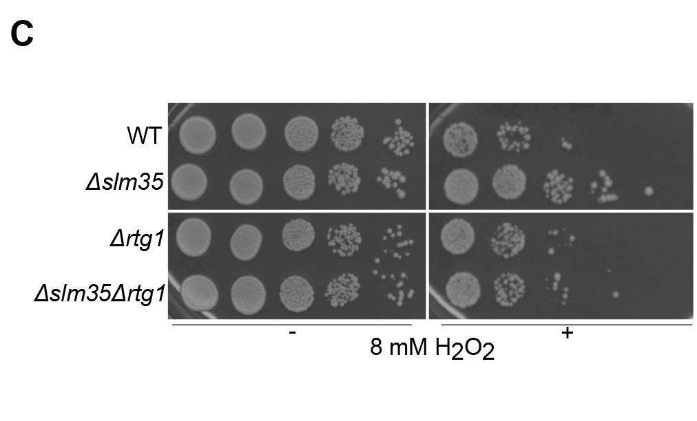 Biology Open tweet media