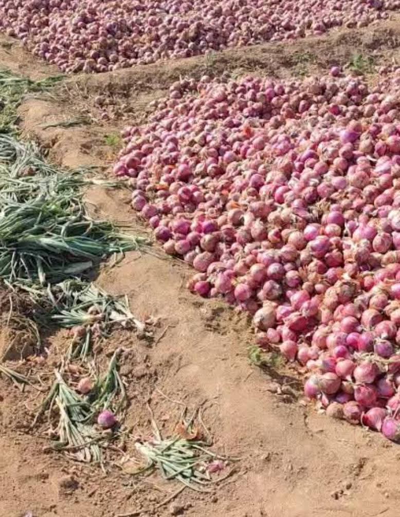 Dalia ElMahdi tweet media