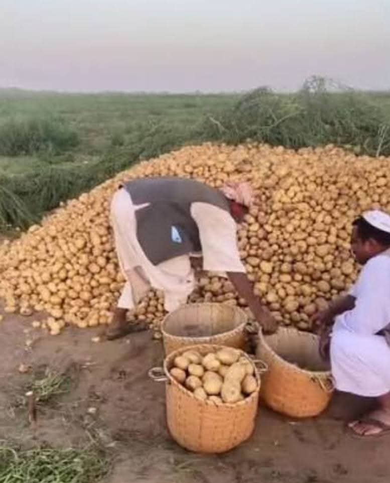 Dalia ElMahdi tweet media