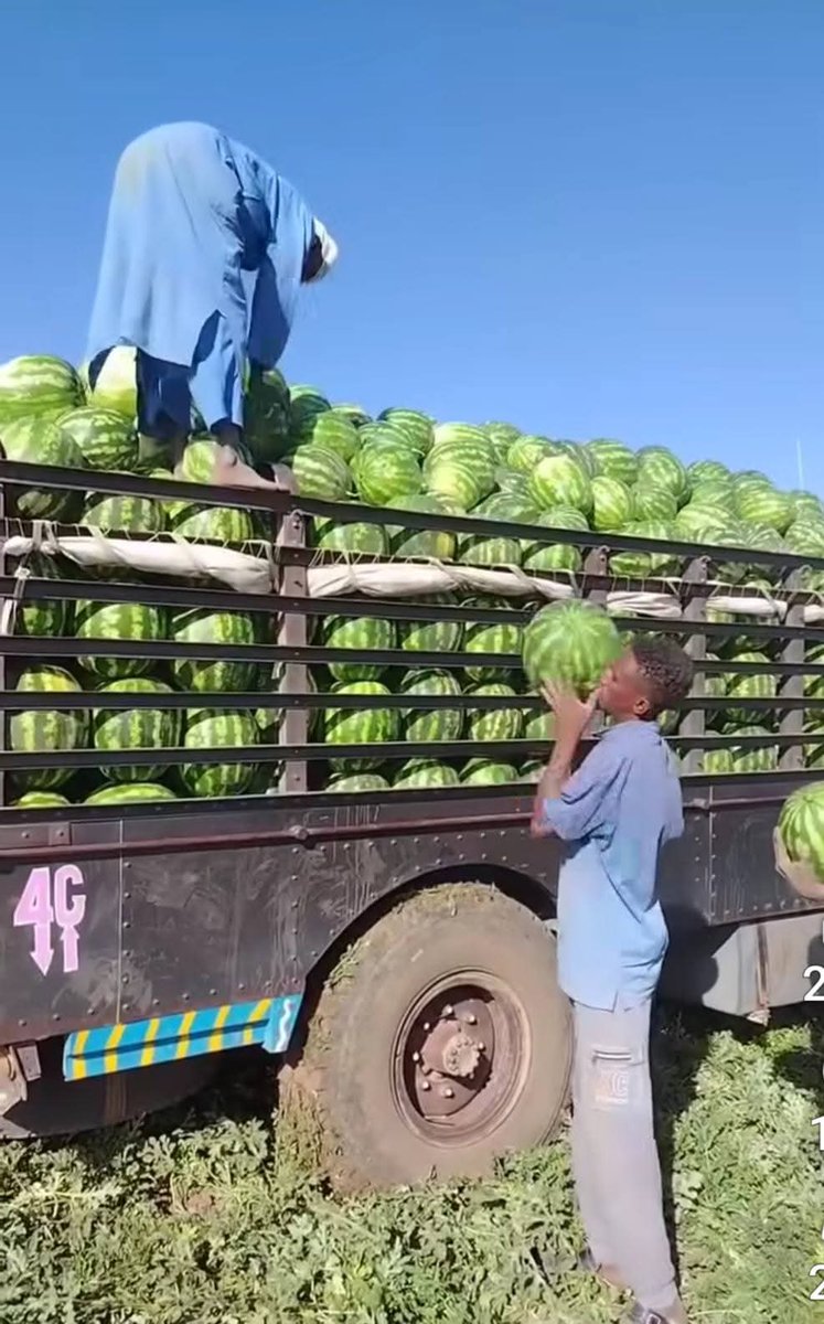 Dalia ElMahdi tweet media