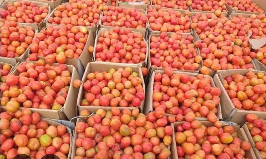 Dalia ElMahdi tweet media