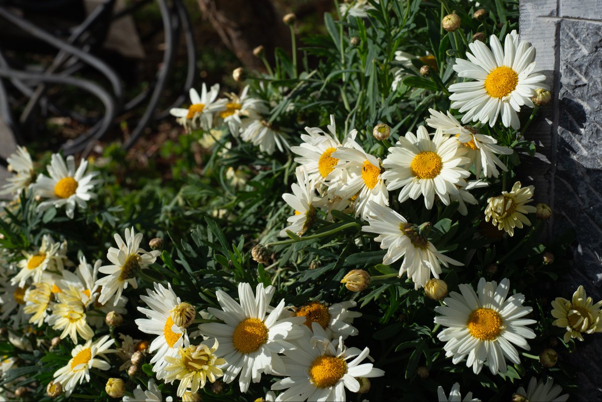 SinPmle's tweet photo. sun flower https://t.co/lnr9mPsRu7