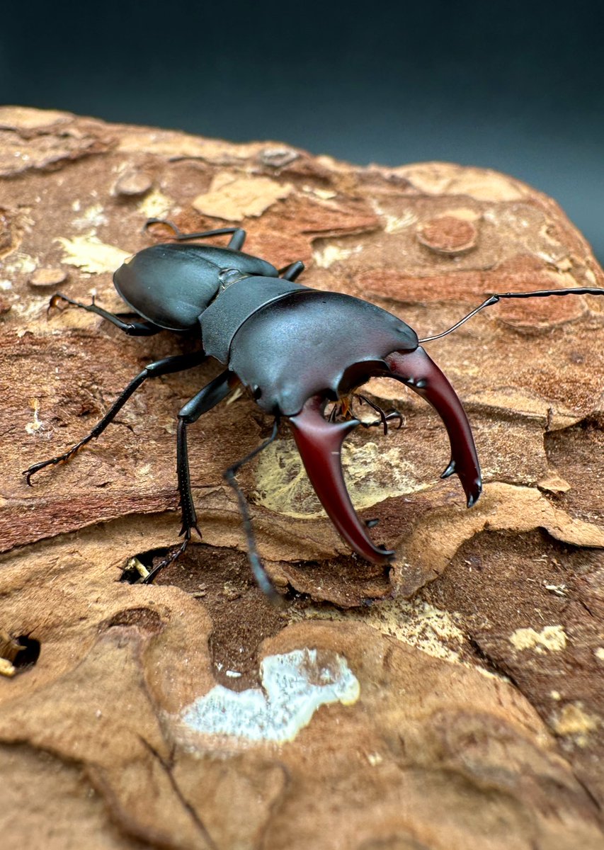 かぶぶくわわ (@mushi_lowkun) / Posts / X