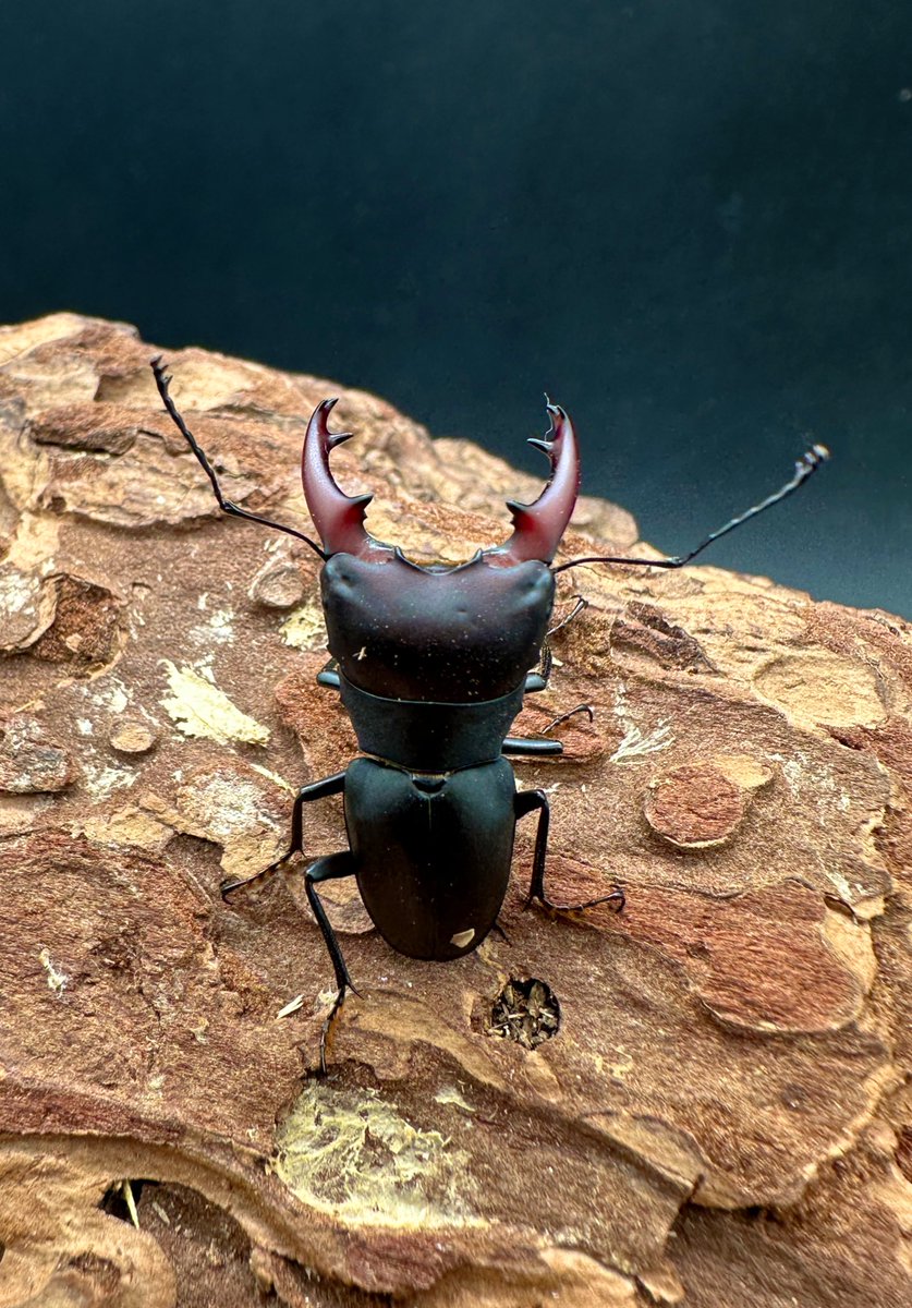 かぶぶくわわ (@mushi_lowkun) / Posts / X