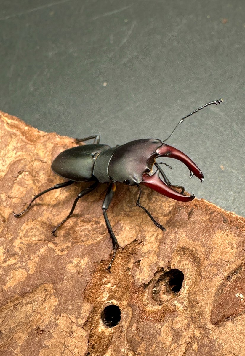 かぶぶくわわ (@mushi_lowkun) / Posts / X