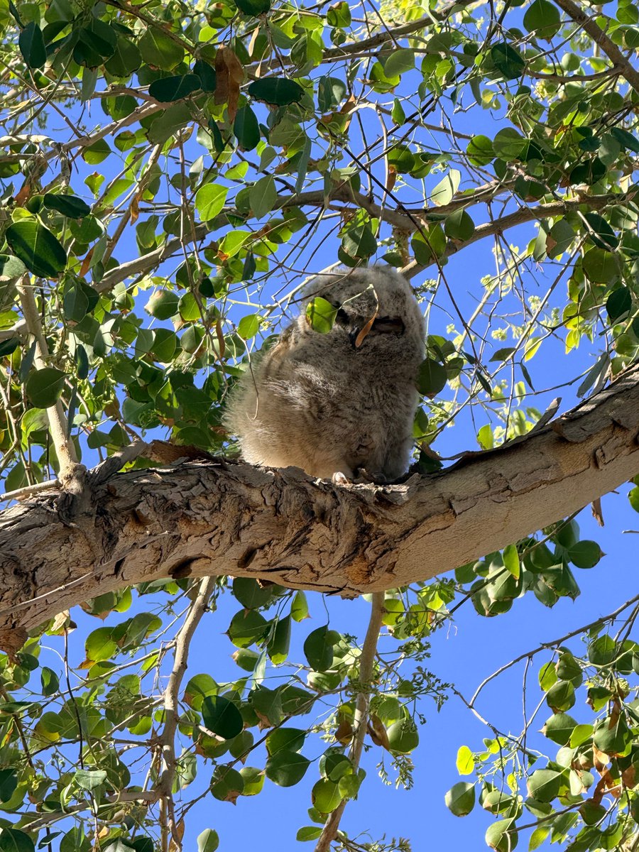 Shadow Ridge HS tweet media