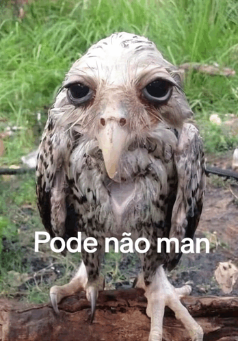 Hibrael Pereira tweet media