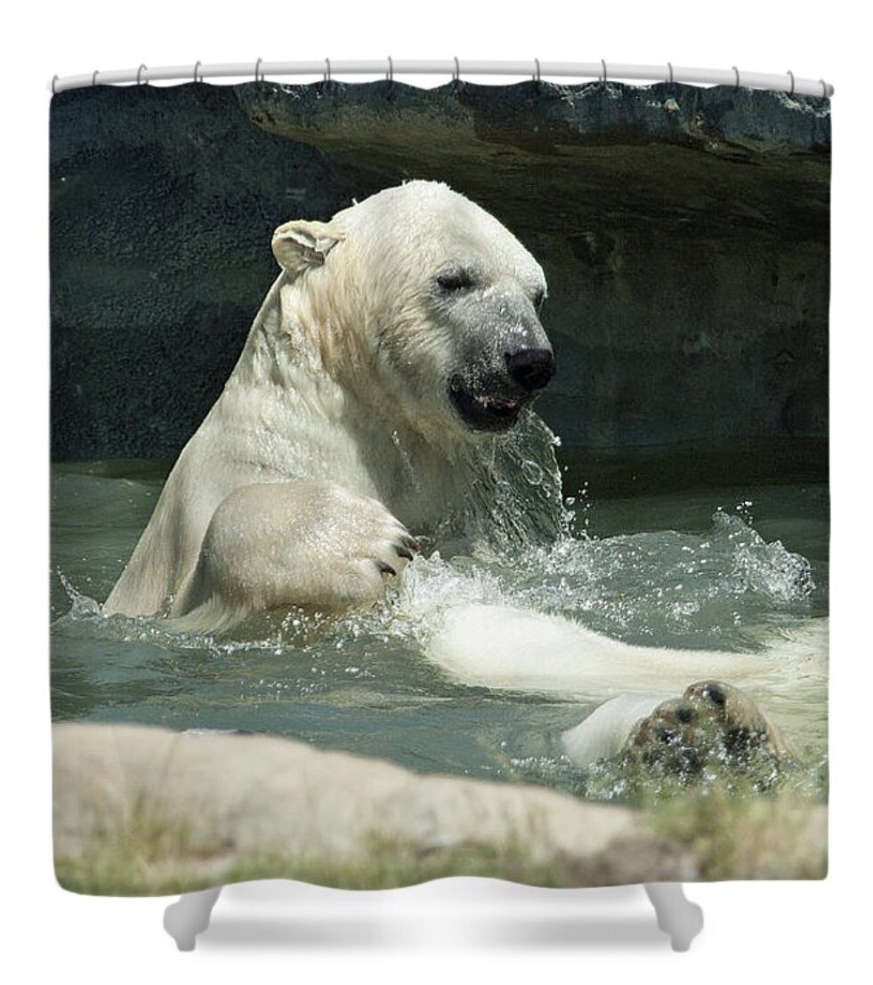 shonna99784's tweet image. A Polar Bear Plays - Toronto Zoo - Shower Curtain shonna-hawkins.pixels.com/featured/a-pol…

#PolarBear #Plays #UrsusMaritimus #Bear #TorontoZoo #ShowerCurtain #HomeDecor #ShonnaHawkinsPhotography