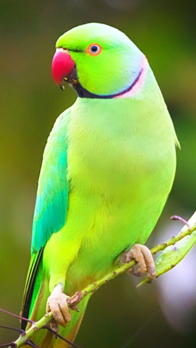 meshva136725's tweet image. Just hanging out with my colorful friend 🦜

#ParrotVibes #FeathersOfJoy  #BirdsOfInstagram