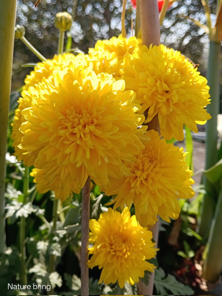 naturebring651's tweet photo. Chrysanthemum flowers sometimes called mums, Chandramukhi, Guladaudee, Chandramallika, or chrysanths, are flowering plants of the genus Chrysanthemum in the family Asteraceae....read...https://t.co/0uKprUKmlS
#naturebring #chrysanthemums #growing #mums #care #guldaudi https://t.co/Fi6iNoWuO7