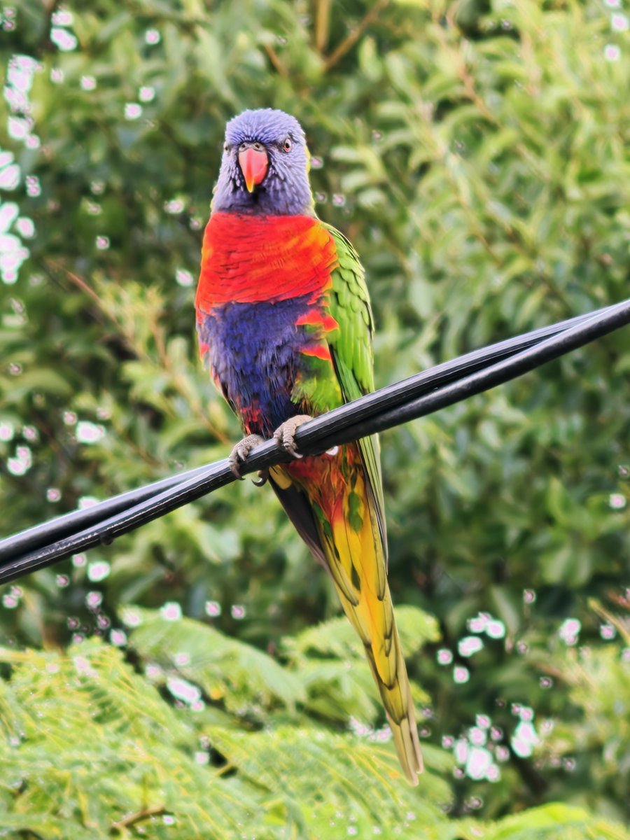 Thomas Skennerton tweet media