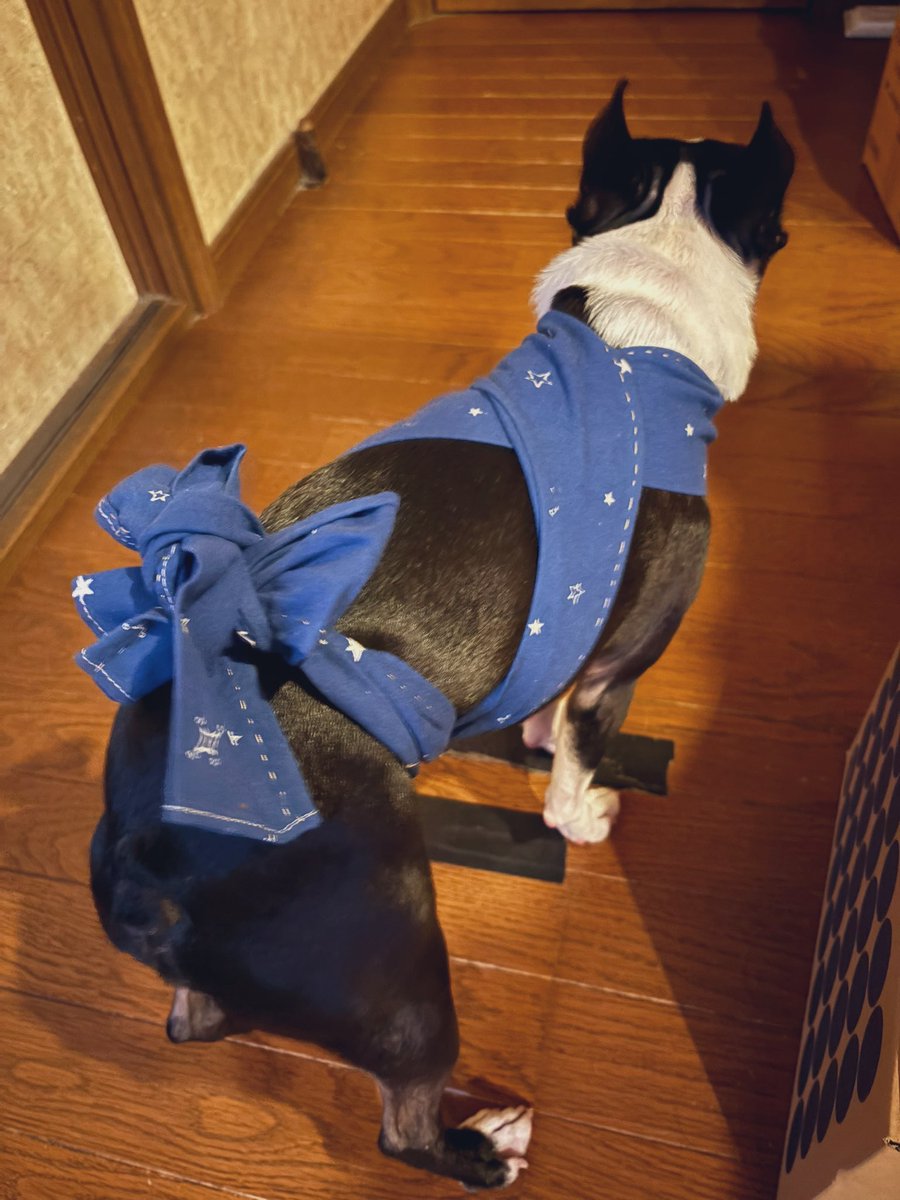 mico_travis's tweet image. #bostonterrier  #doglovers  #thundershirt 
 #サンダーシャツ  #雷雨  #雷  #不安緩和 

夜中に雨が降るのは知ってたけど、
急にドンガラガッシャーン⚡️
最初はコタツからｳﾞｫｪ🐶💢とか言ってたけど怖くなってきてガクブル
防災バッグから久々に出して巻いた🐾