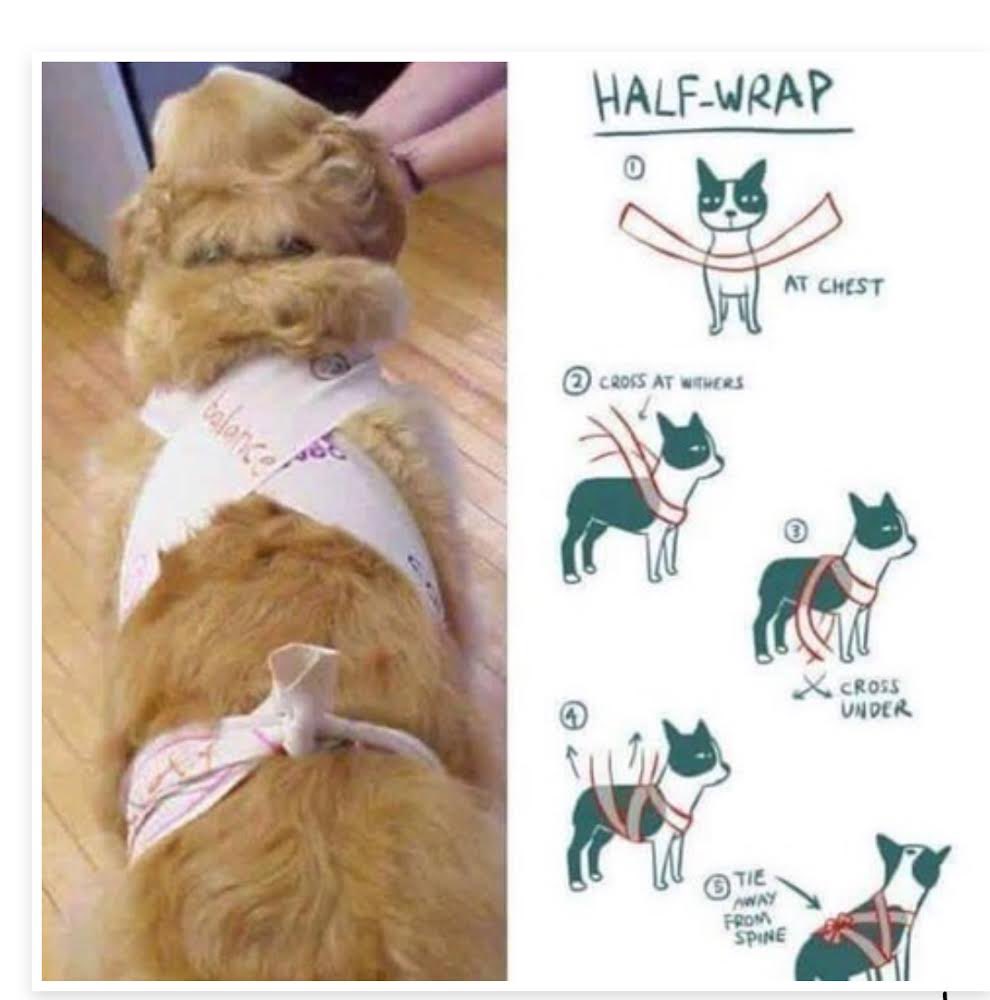 mico_travis's tweet image. #bostonterrier  #doglovers  #thundershirt 
 #サンダーシャツ  #雷雨  #雷  #不安緩和 

夜中に雨が降るのは知ってたけど、
急にドンガラガッシャーン⚡️
最初はコタツからｳﾞｫｪ🐶💢とか言ってたけど怖くなってきてガクブル
防災バッグから久々に出して巻いた🐾