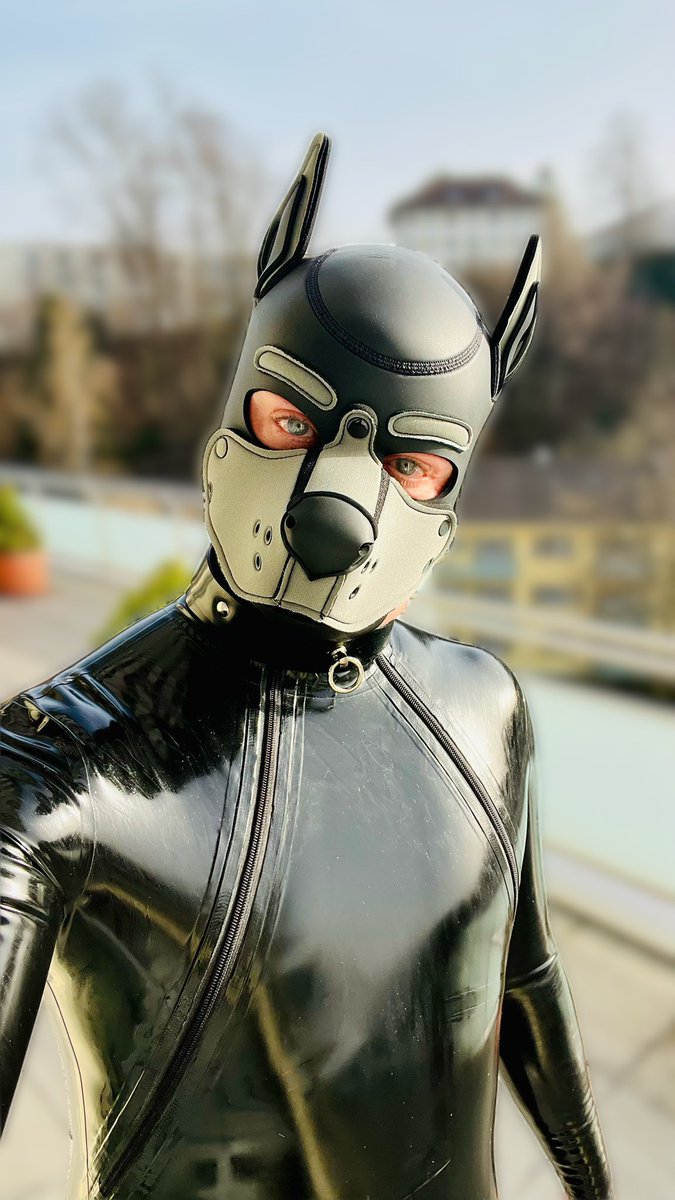 MattRubPup tweet media