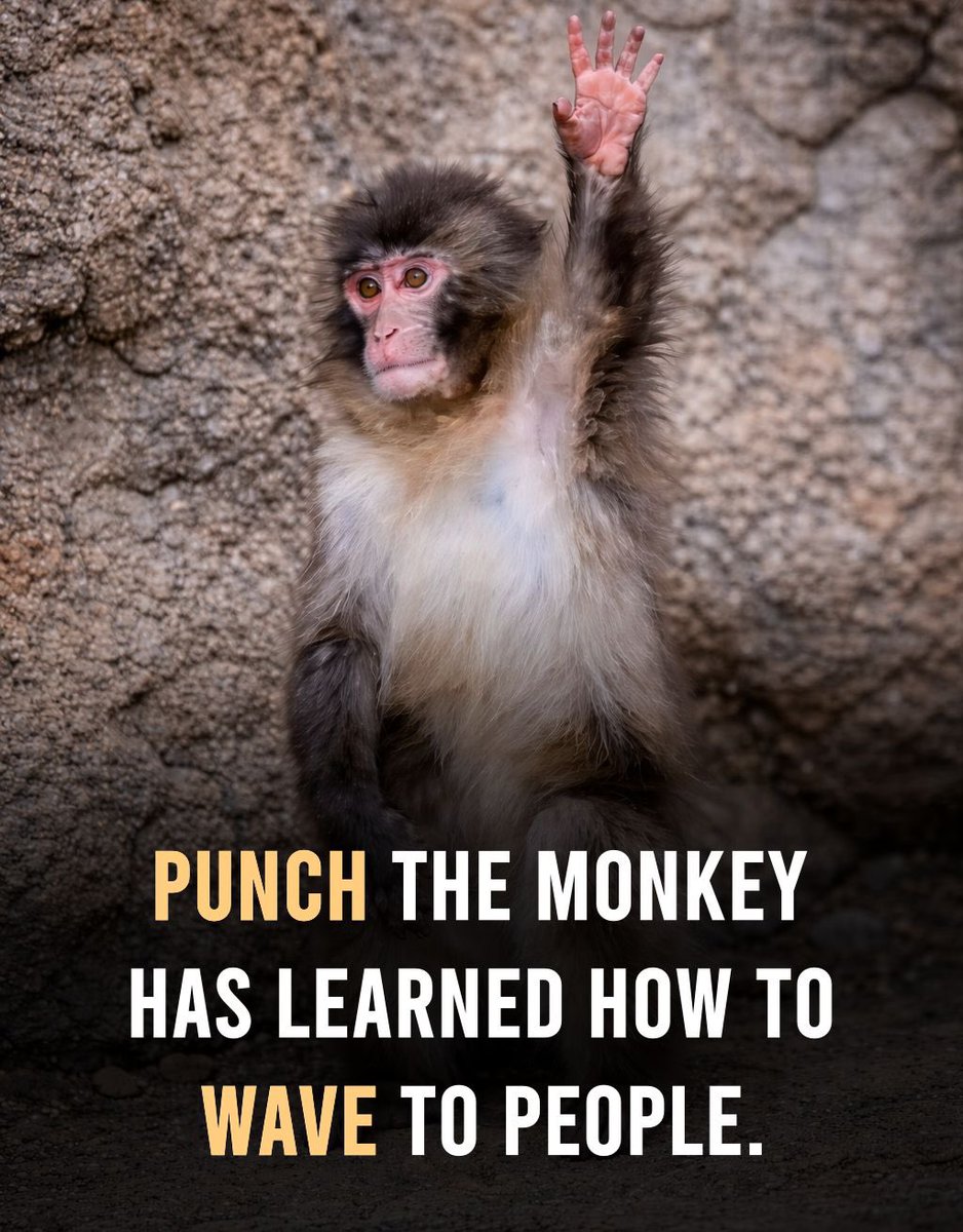 Neha_2512's tweet image. Punch the monkey casually waving like a celebrity while the internet melts🥹♥️! #PunchMonkey #PunchTheMonkey #Punch
